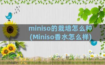 miniso的栽培怎么种(Miniso香水怎么样)