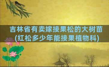 吉林省有卖嫁接果松的大树苗(红松多少年能接果植物科)