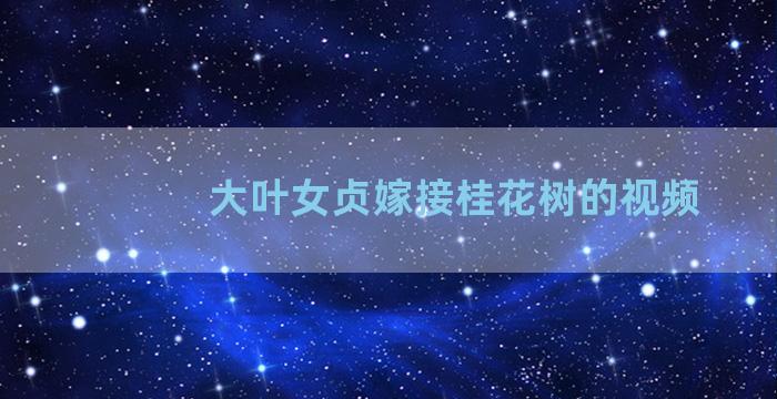 大叶女贞嫁接桂花树的视频