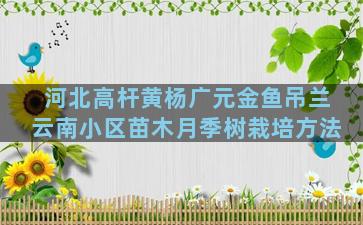 河北高杆黄杨广元金鱼吊兰云南小区苗木月季树栽培方法
